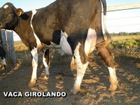 /album/vaca-girolando/vaca-girolando-3-jpg/